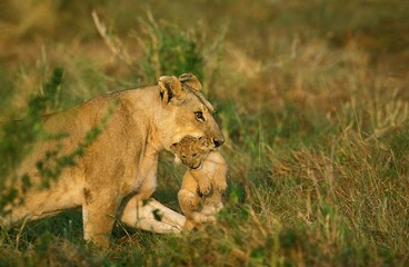 AFRICAN LION panthera leo, FEMALE CARRYING CUB IN MOUTH, KENYA