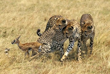 Naklejka premium CHEETAH acinonyx jubatus, YOUNG READY TO KILL A THOMSON'S GAZELLE FOAL, MASAI MARA PARK, KENYA