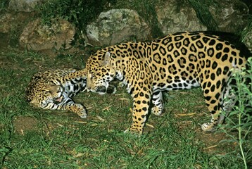 JAGUAR panthera onca, PAIR SHOWING DOMINANCE AND SUBMISSION