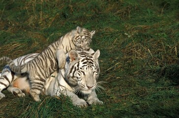 Fototapeta na wymiar WHITE TIGER panthera tigris, CUB PLAYING ON BACK OF ITS MOTHER