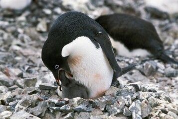 Fototapeta premium ADELIE PENGUIN pygoscelis adeliae, ADULT FEEDING CHICK, PAULET ISLAND, ANTARCTICA