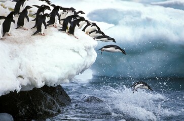 ADELIE PENGUIN pygoscelis adeliae, GROUP LEAPING INTO WATER, PAULET ISLAND IN ANTARCTICA