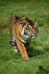 Fototapeta na wymiar SUMATRAN TIGER panthera tigris sumatrae, ADULT WALKING ON GRASS