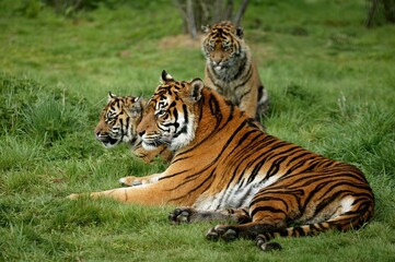 Fototapeta na wymiar SUMATRAN TIGER panthera tigris sumatrae, FEMALE WITH CUB