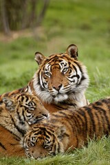 Fototapeta na wymiar SUMATRAN TIGER panthera tigris sumatrae, FEMALE WITH CUB