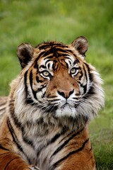 Fototapeta na wymiar SUMATRAN TIGER panthera tigris sumatrae, PORTRAIT OF ADULT