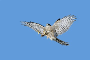 EUROPEAN SPARROWHAWK accipiter nisus, ADULT IN FLIGHT, NORMANDY IN FRANCE