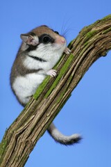 GARDEN DORMOUSE eliomys quercinus, ADULT STANDING ON BRANCH, NORMANDY IN FRANCE