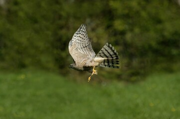 EUROPEAN SPARROWHAWK accipiter nisus, ADULT IN FLIGHT, NORMANDY IN FRANCE