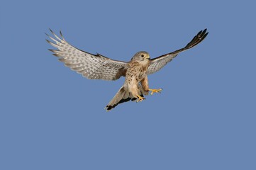COMMON KESTREL falco tinnunculus, ADULT IN FLIGHT AGAINST BLUE SKY, NORMANDY IN FRANCE