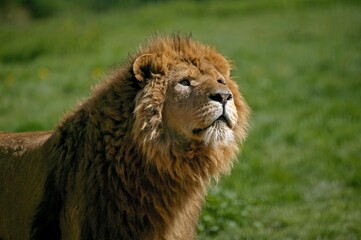 AFRICAN LION panthera leo, PORTRAIT OF YOUNG MALE