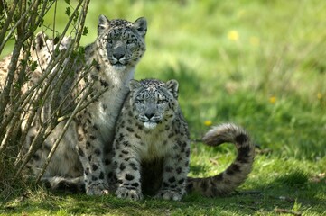 SNOW LEOPARD OR OUNCE uncia uncia, MOTHER WITH CUB