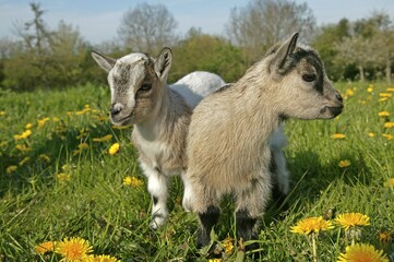 PYGMY GOAT OR DWARF GOAT capra hircus, 3 MONTHS OLD BABY WITH FLOWERS