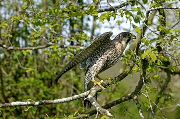PEREGRINE FALCON falco peregrinus, ADULT STANDING ON BRANCH, NORMANDY IN FRANCE