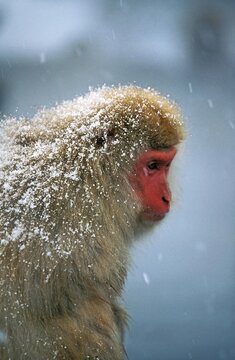 JAPANESE MACAQUE macaca fuscata, ADULT WITH SNOW, HOKKAIDO ISLAND IN JAPAN
