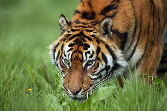 SUMATRAN TIGER panthera tigris sumatrae, ADULT SMELLING GRASS
