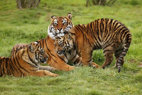 SUMATRAN TIGER panthera tigris sumatrae, FEMALE WITH CUB