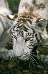 Fototapeta na wymiar WHITE TIGER panthera tigris, CUB WITH BRANCH IN ITS MOUTH
