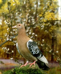NUREMBERG PIGEON