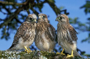 COMMON KESTREL falco tinnunculus, CHICK STANDING ON BRANCH, NORMANDY IN FRANCE