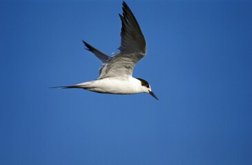 COMMON TERN sterna hirundo IN WINTER PLUMAGE, NAMIBIA