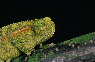 ELLIOT'S CHAMELEON OR MONTANE SIDE-STRIPED CHAMELEON chamaeleo ellioti, ADULT STANDING ON BRANCH
