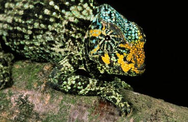 JACKSON'S CHAMELEON chamaeleo jacksoni, FEMALE STANDING ON BRANCH