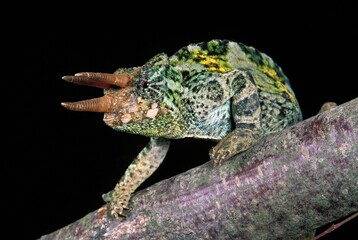 Naklejka premium JACKSON'S CHAMELEON chamaeleo jacksoni, MALE WITH HORNS