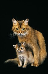 Fototapeta premium SOMALI CAT, FEMALE WITH KITTEN