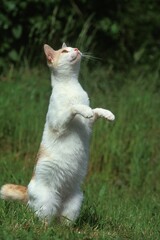 RED AND WHITE DOMESTIC CAT, ADULT STANDING ON HIND LEGS