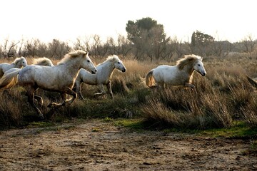 CAMARGUE HORSE, HERD, SAINTES MARIE DE LA MER IN THE SOUTH OF FRANCE