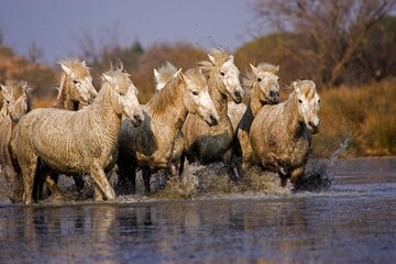 CAMARGUE HORSE, HERD STANDING IN SWAMP, SAINTES MARIE DE LA MER IN THE SOUTH OF FRANCE