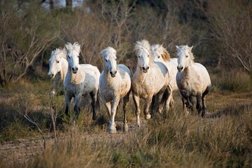 CAMARGUE HORSE, HERD, SAINTES MARIE DE LA MER IN THE SOUTH OF FRANCE