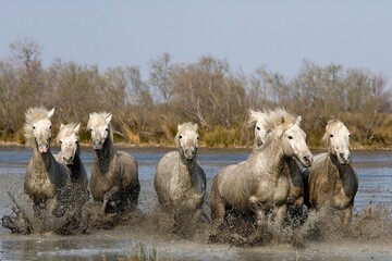 CAMARGUE HORSE, HERD GALLOPING IN SWAMP, SAINTES MARIE DE LA MER IN THE SOUTH OF FRANCE