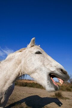 CAMARGUE HORSE, ADULT NEIGHING, SAINTES MARIE DE LA MER IN THE SOUTH OF FRANCE