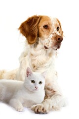 FRENCH SPANIEL (CINNAMON COLOR) AND WHITE DOMESTIC CAT
