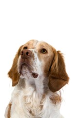 FRENCH SPANIEL DOG(CINNAMON COLOR), PORTRAIT OF MALE