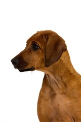 RHODESIAN RIDGEBACK DOG, PORTRAIT OF 3 MONTHS OLD PUP