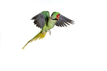 ALEXANDRINE PARAKEET psittacula eupatria, MALE IN FLIGHT