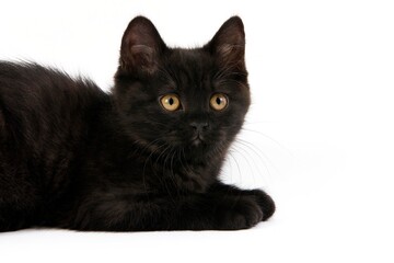 BLACK BRITISH SHORTHAIR KITTEN AGAINST WHITE BACKGROUND