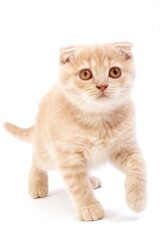 CREAM SCOTTISH FOLD KITTEN AGAINST WHITE BACKGROUND