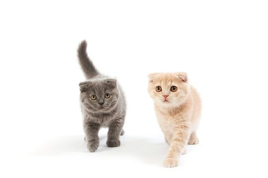 2 MONTHS OLD SCOTTISH FOLD CREAM AND BLUE KITTENS