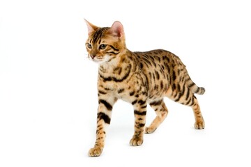 BROWN SPOTTED TABBY BENGAL DOMESTIC CAT