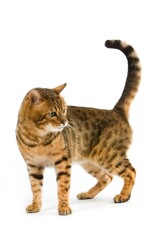BROWN SPOTTED TABBY BENGAL DOMESTIC CAT
