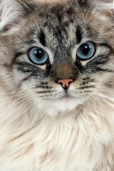 NEVA MASQUERADE SIBERIAN CAT, COLOR SEAL TABBY POINT, PORTRAIT OF MALE