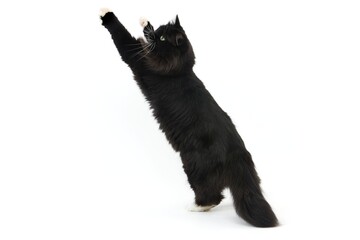 BLACK AND WHITE SIBERIAN CAT, FEMALE STANDING ON HIND LEGS AGAINST WHITE BACKGROUND