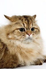 GOLDEN PERSIAN CAT, PORTRAIT OF SCARED ADULT