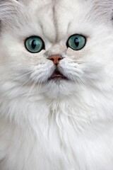 CHINCHILLA PERSIAN CAT, PORTRAIT OF ADULT WITH GREEN EYES