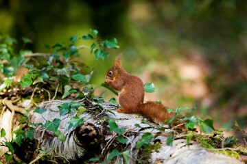 RED SQUIRREL sciurus vulgaris, ADULT EATING HAZELNUT, NORMANDY IN FRANCE