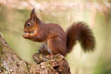 RED SQUIRREL sciurus vulgaris, ADULT EATING HAZELNUT, NORMANDY IN FRANCE